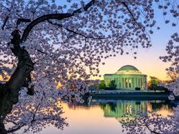 Cherry blossoms of washington, d.c. 10 Cherry Trees You Ll Spot In Washington D C Travel Channel