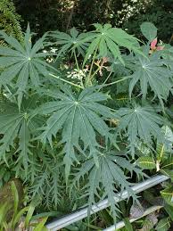 Image result for Jatropha multifida