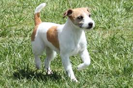 Jack Russell Terrier Breed Information Jack Russell Terrier