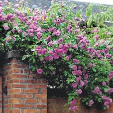 Pin On Gardening