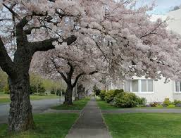 Yoshino Cherry Tree Yoshino Cherry Tree Yoshino Cherry Flowering Cherry Tree