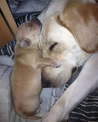 Tired Mom Cute Baby Animals I Love Dogs Pet Dogs