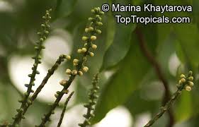 Image result for Aphanamixis