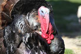 All news, headlines, photos and videos on turkey. Turkey Wild Animal Poultry Free Photo On Pixabay