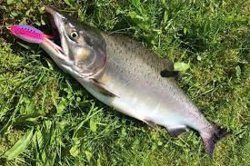 Det innebærer blant annet lettere sekk og raskere. Leter Etter Smitte Hos Pukkellaks