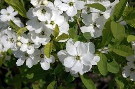 Image result for Exochorda