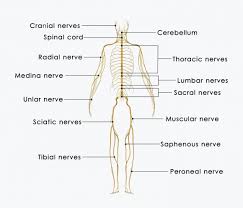 Dermatomes a diagnostic tool pain injury relief. Drop Foot Foot Drop And Steppage Gait Footdrop Gait