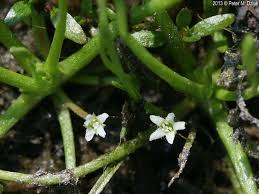 Image result for Limosella capensis