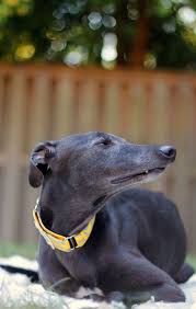 Birds Be Safe Collar Canada Greyhound Bella Showing Off Her Collar Town Martingale Greyhound Rescue
