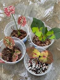This is a perfect example of same-same but different. Cheap-cheap and  expencheap. Salute to the hybridisers. 🫡 Thank you Tevin Lee Arturesg. All  of 33 caladiums from you climatized and survived. 😁