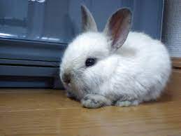 Below are the details for dwarf bunnies for sale near me. Second Hand Dwarf Rabbits In Ireland View 71 Bargains