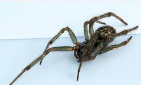 How long can a spider of that size, or spiders in general if it's applicable to the species, live without food, water, air, or. How False Widow Spiders Are Invading New Countries And Killing Off Other Insects And Wildlife Daily Mail Online