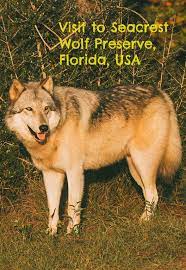 Visit To Seacrest Wolf Preserve Florida Florida Adventures Visit Florida Florida Travel