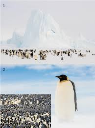 Emperor penguins have the upright and regal bearing that their name suggests. 1 3 Emperor Penguin Aptenodytes Forsteri Colony At Atka Bay Download Scientific Diagram