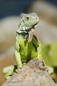 World S Best Green Iguana Stock Pictures Photos And Images Getty Images Green Iguana Iguana Pet Iguana