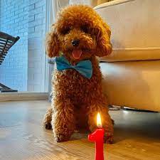 Apply poodles (standard) filter ; Standard Poodle Puppies For Sale 500 Toy Poodle Puppies For Sale Under 500 In 2021 Toy Poodle Puppies Poodle Puppy Miniature Miniature Poodle Puppy