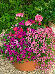 Image result for ostruhatka