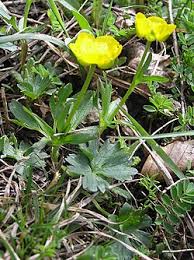 Image result for Ranunculus oreophytus