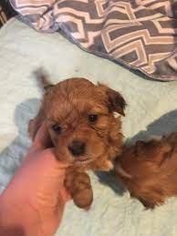 Find havanese puppies for sale with pictures from reputable havanese breeders. Happy Paws Havanese Available Puppies
