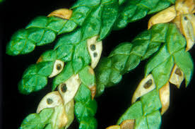 Image result for didymascella thujina