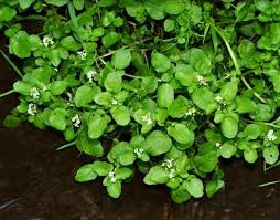 Desain kolam seperti ini banyak digunakan untuk kolam dalam ruangan. Selain Cantik 5 Tanaman Ini Jago Membersihkan Kolam Ikan Di Rumah