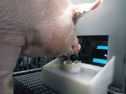 A level, map, area, stage, world, track, board, floor, zone, phase, mission, episode, course or rank in a video game, is the total space available to the player during the course of completing a discrete objective. Pigs Can Learn To Play Video Games When Tempted By Treats Smart News Smithsonian Magazine