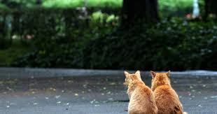 Complicated, replicated! Will me-too site be a match for Match.com? - The  IPKat