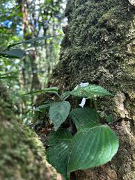 Image result for Streptocarpus umtaliensis