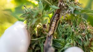 The buggasalt salt shooter vs 4 black slug with antennas. Common Cannabis Pests And How To Mind Them Articles Analytical Cannabis