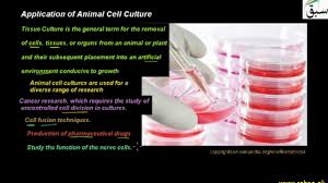 Check spelling or type a new query. Application Of Animal Cell Culture Biology Lecture Sabaq Pk Youtube
