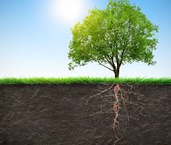 When fruit trees are young, they are susceptible to breaking from harsh winds and heavy fruit. When To Stake A Tree When Is It Beneficial When Is It Not