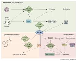 Check spelling or type a new query. Cell Cycle Entry Maintenance And Exit During Plant Development Sciencedirect