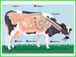 Apa Itu Hewan Ruminansia Sebutkan Contohnya Ekor9 Com Ekor9 Com Hewan Sapi Binatang