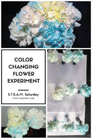 Every essay is written independent from other previously written essays even though the essay question might be similar. Color Changing Flowers Science Experiment Time Lapse Video S T E A M Saturday Jamonkey