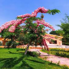 Image result for Cassia javanica