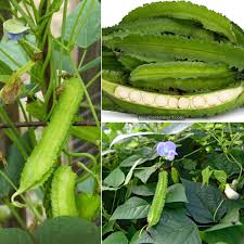 Image result for Psophocarpus