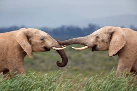 I need to buy your plane ticket.¿cómo se deletrea tu nombre? Fact Or Fiction Elephants Never Forget Scientific American