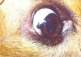 My Dog Has A Pigmented Brown Spot On The White Of His Eye Should I