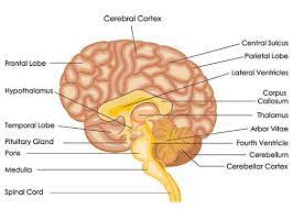 Image Result For Amygdala In Brain Human Brain Anatomy Brain Diagram Brain Anatomy