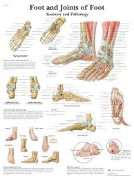 Foot And Joints Of Foot Chart