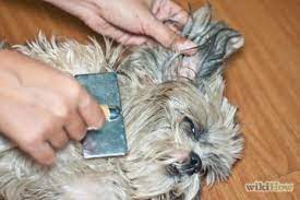 How To Brush Mats Out Of Dog Hair Matted Dog Hair Dog Hair Yorkie Puppy
