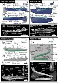 Here, we present a ct analysis and redescription of gladbachus adentatus 31 from the middle devonian (givetian approx. Dental Diversity In Early Chondrichthyans And The Multiple Origins Of Shedding Teeth Biorxiv