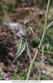 Image result for Sisymbrium orientale