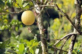 Arbol De Cidra Citrico Cultivado En La Hacienda Luz De Luna Adjuntas Puerto Rico Frutas Frutastropicales Restaurantes Gastrono Puerto Rico Cidra Puerto