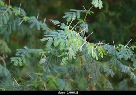 Image result for Acacia nilotica