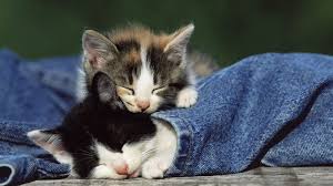 Fondos de pantalla gatos tumblr: Get 26 Fondo De Pantalla Hd Animales Tiernos