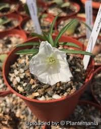 Image result for Ipomoea welwitschii