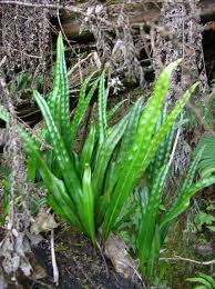 Image result for Lepisorus