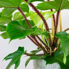 Image result for Haumaniastrum suberosum