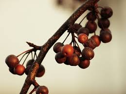 It consists of little orange spikes that are coming right out of the fruits. Bradford Pear Tree Fruit By Zombiebunnyrabbit On Deviantart